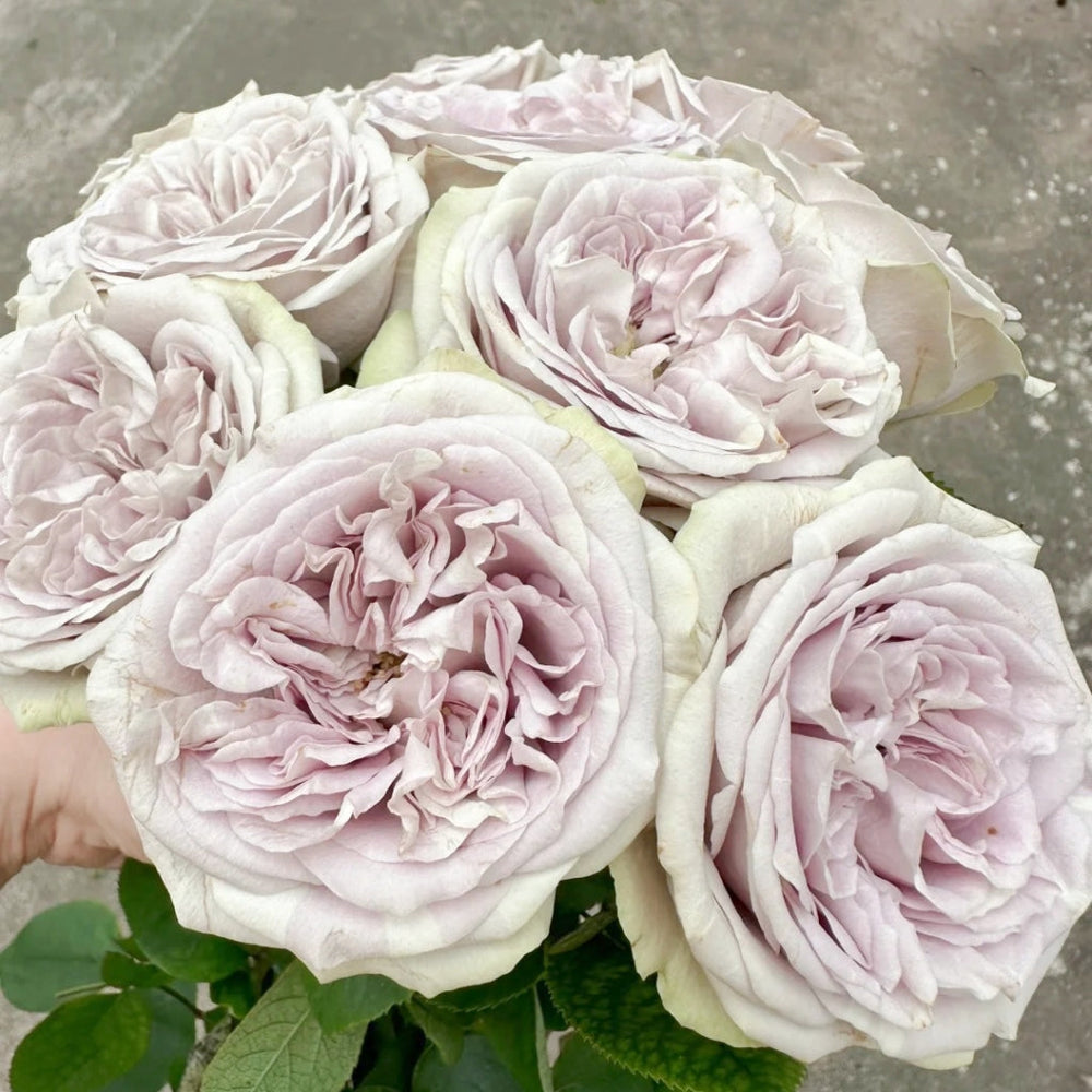 Silvermine Rose