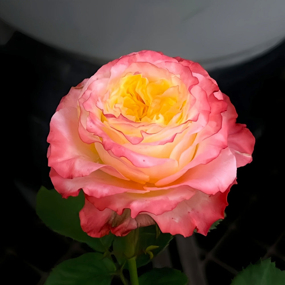 Skittles Rose