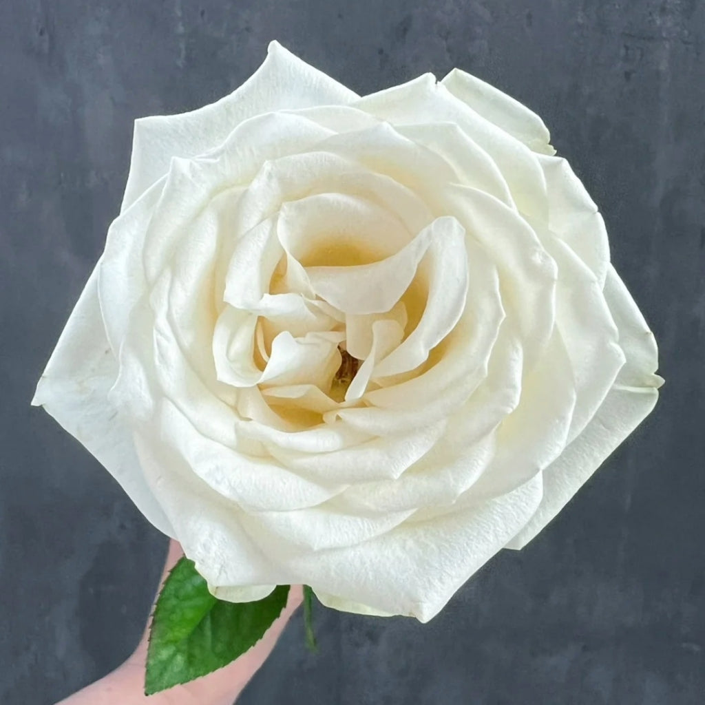 Snowstorm Rose