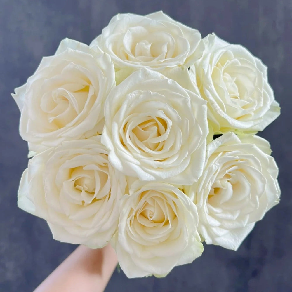 Snowstorm Rose