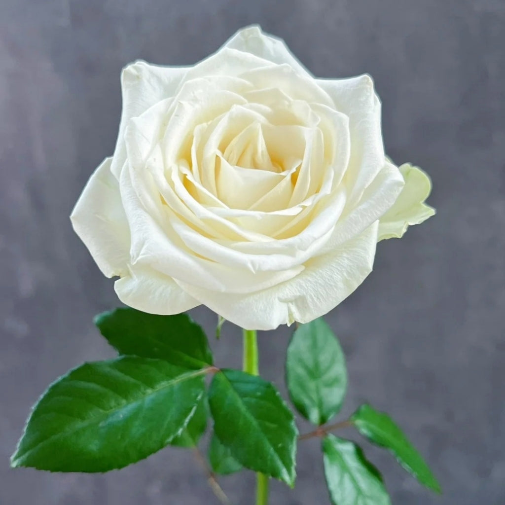 Snowstorm Rose
