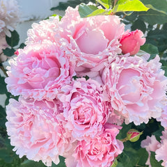 Sophie Rochas Rose