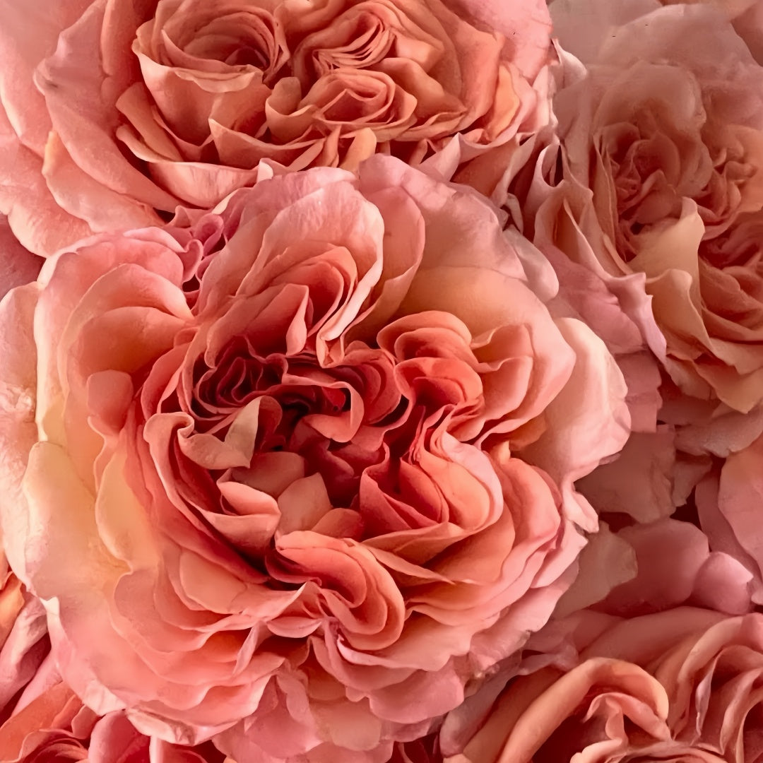 Special Song Rose