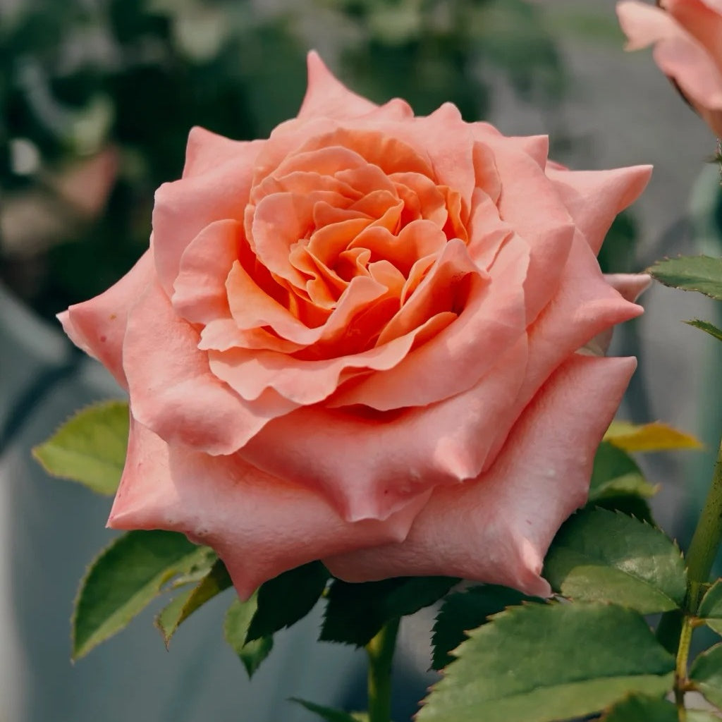 Special Song Rose