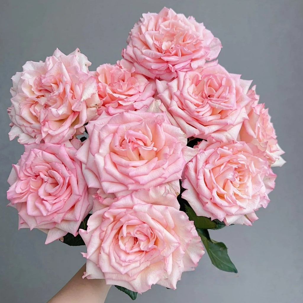 Spring Ballet Rose