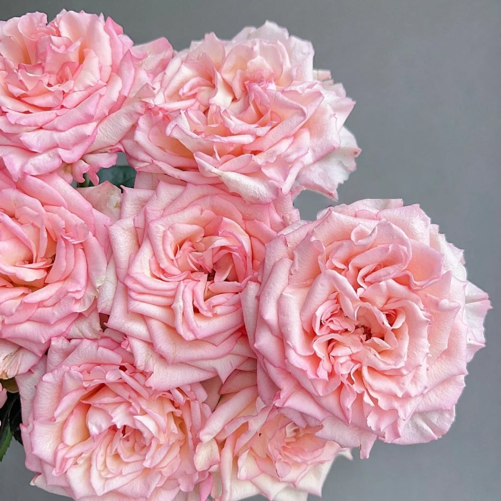 Spring Ballet Rose