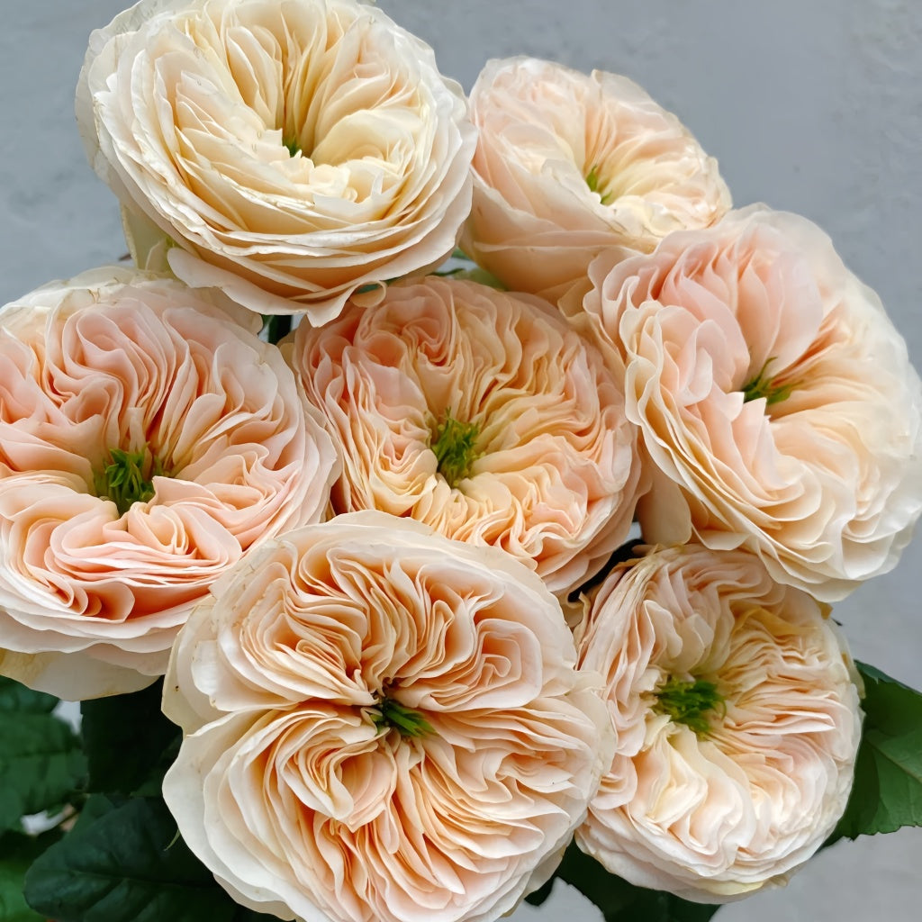 Stanley Abbey Rose