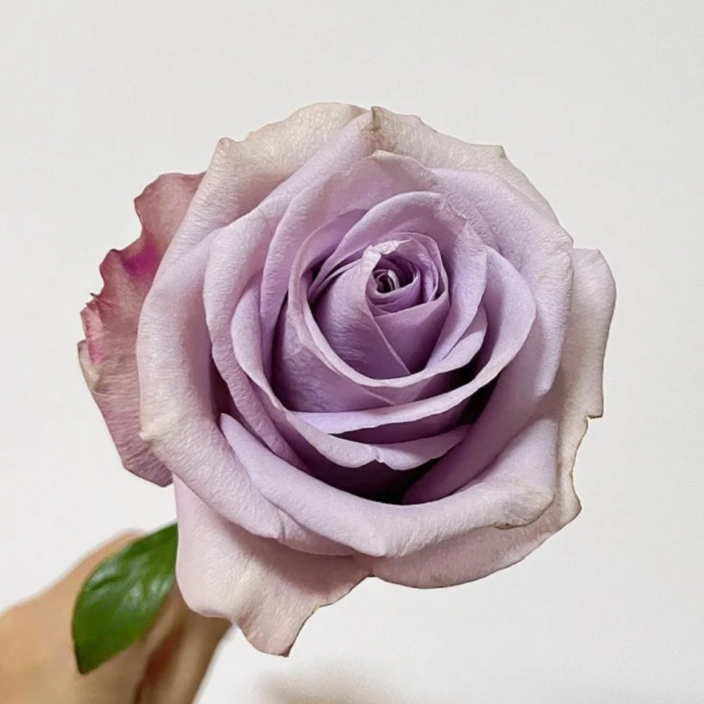Star Platinum Rose