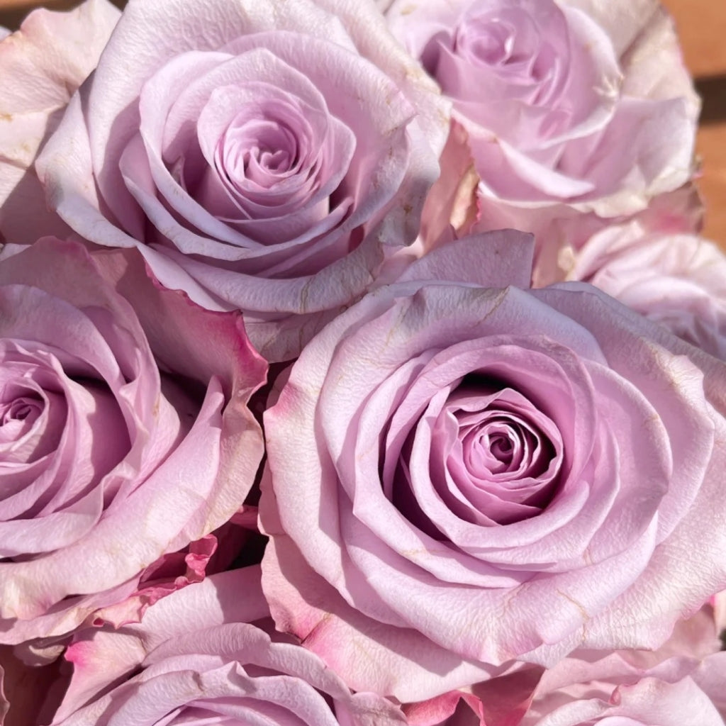 Star Platinum Rose