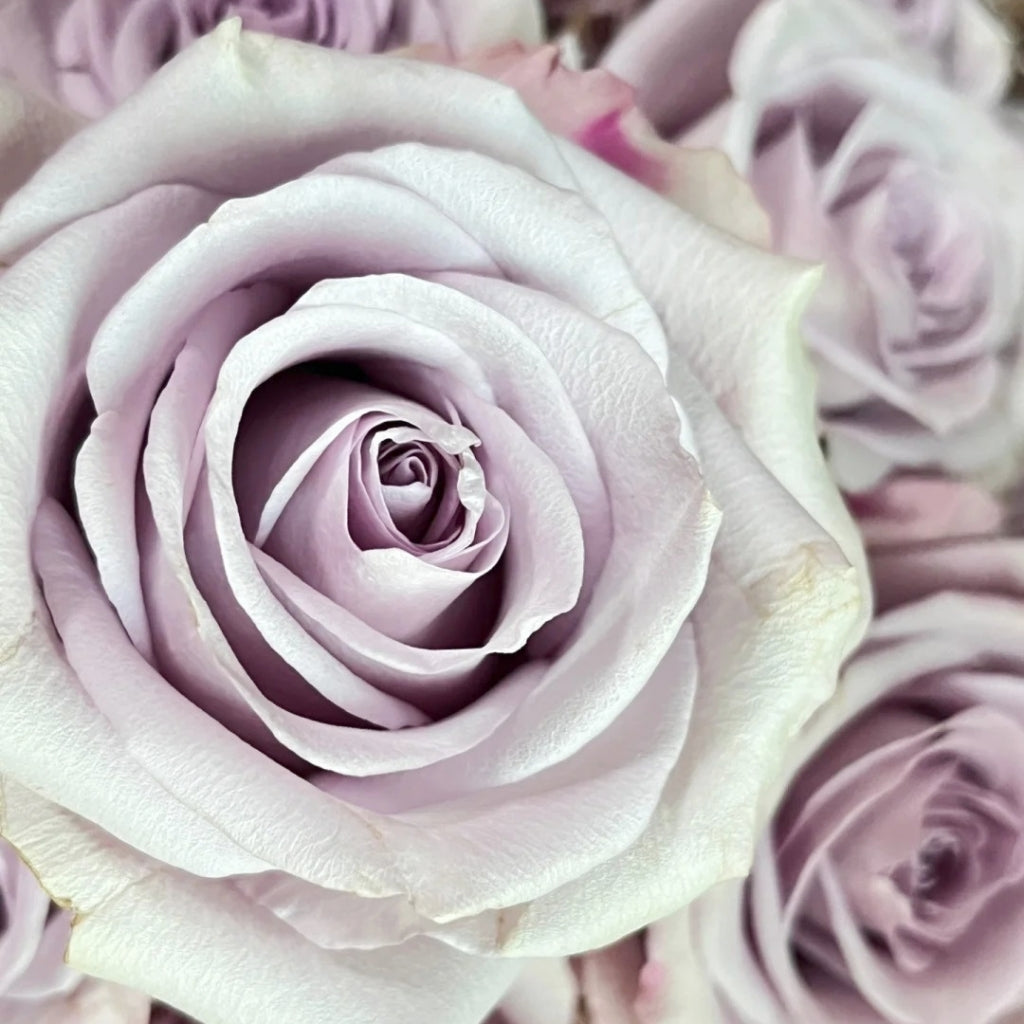 Star Platinum Rose