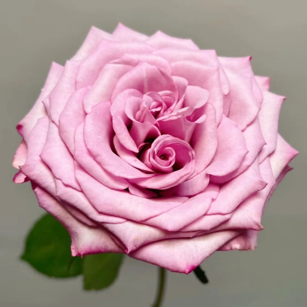 Su Mei Zi Rose