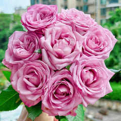Su Mei Zi Rose