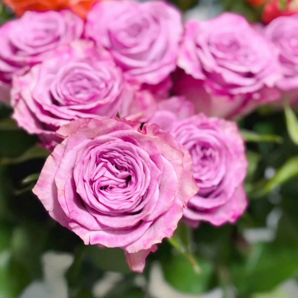 Su Mei Zi Rose