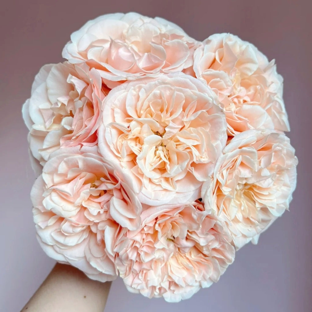 Summer Love Rose