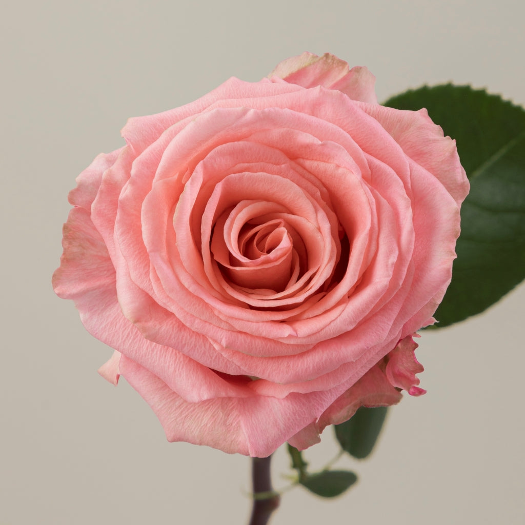 Superstition Rose