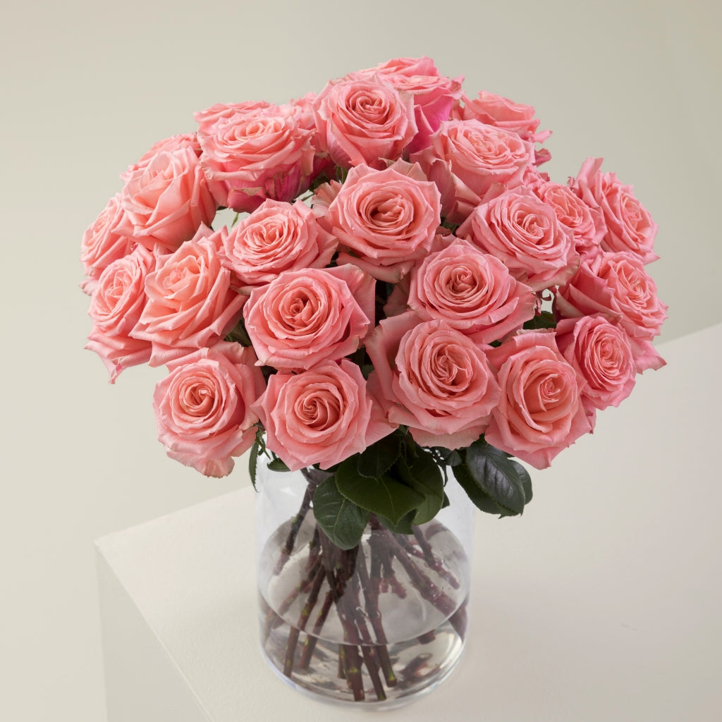 Superstition Rose
