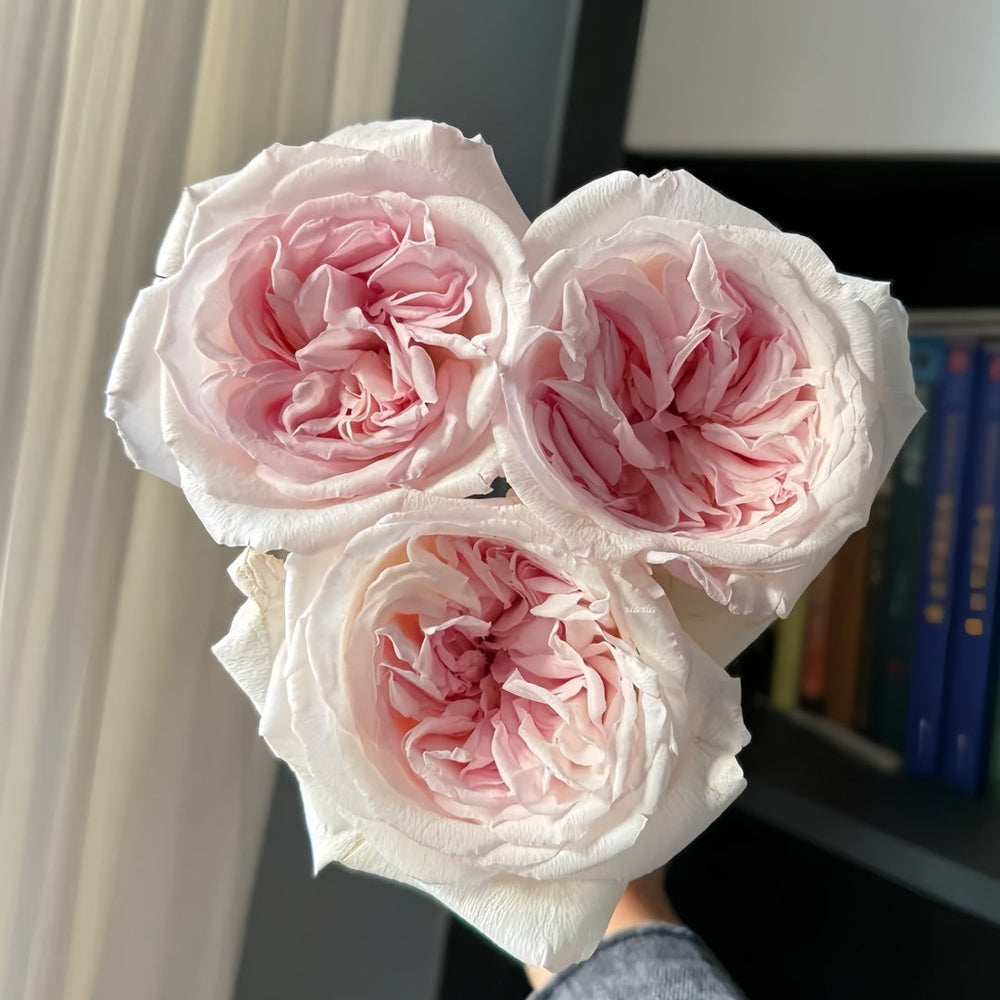Swan Lake Rose