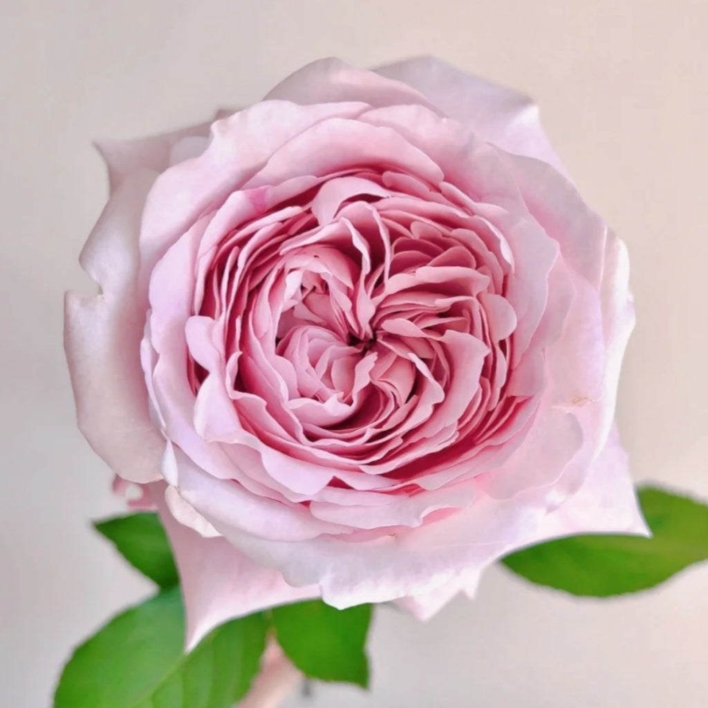 Sweet 4 Love Rose