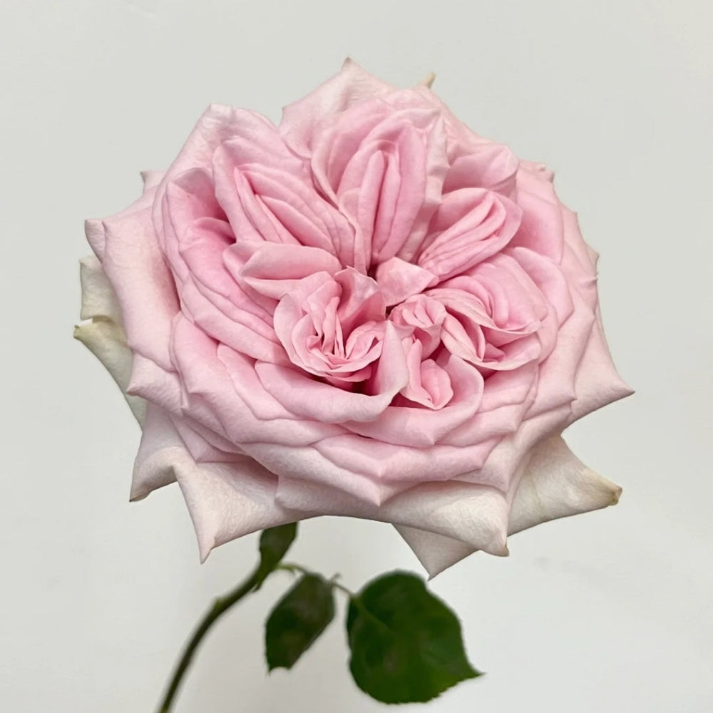 Sweet 4 Love Rose