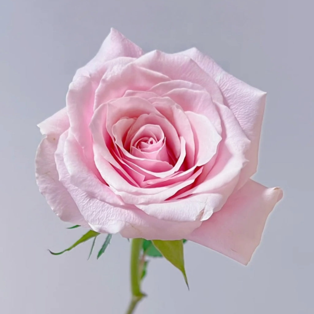 Sweet Lady Rose