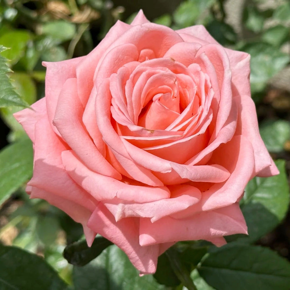 Sweet Mama Rose