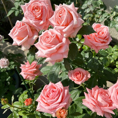 Sweet Mama Rose