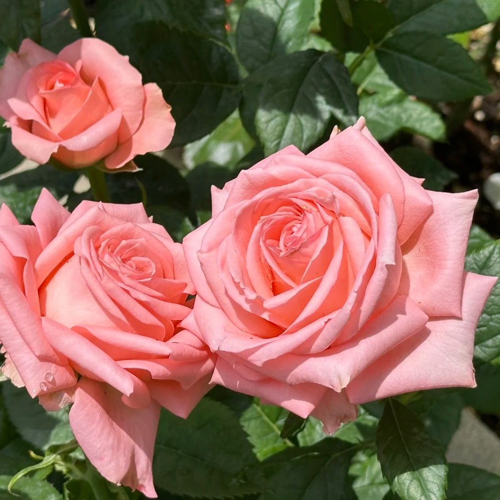 Sweet Mama Rose