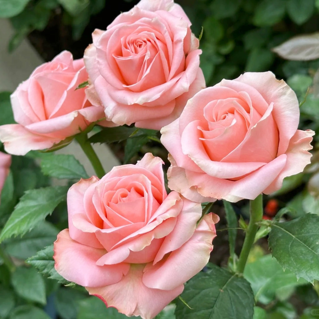 Sweet Mama Rose
