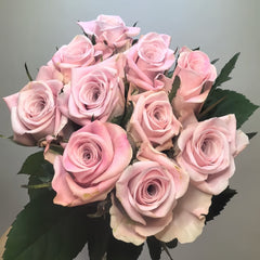 Sweet Menta Rose