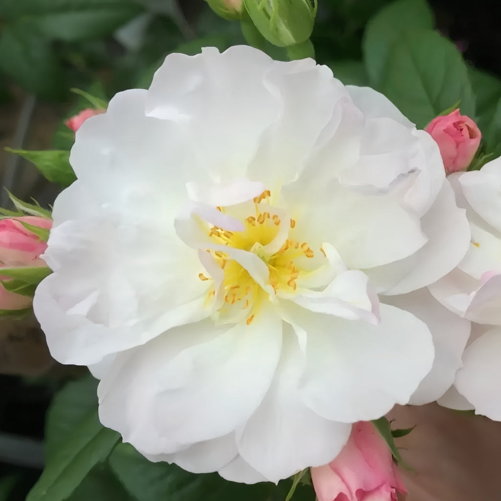 Sweet Siluetta Rose