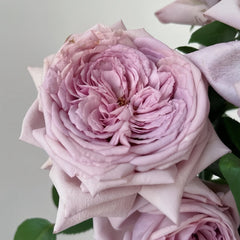 The Pride Rose