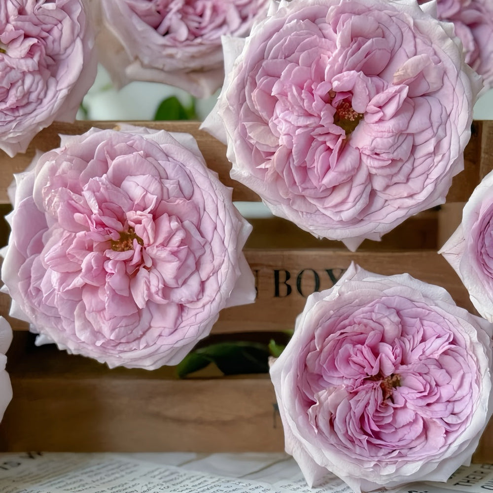 The Pride Rose