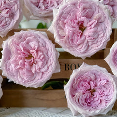 The Pride Rose