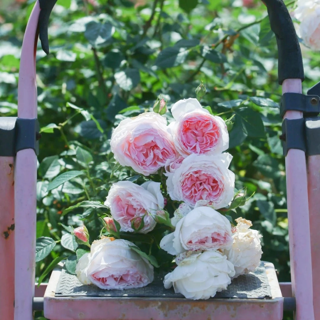 The Wedgwood Rose