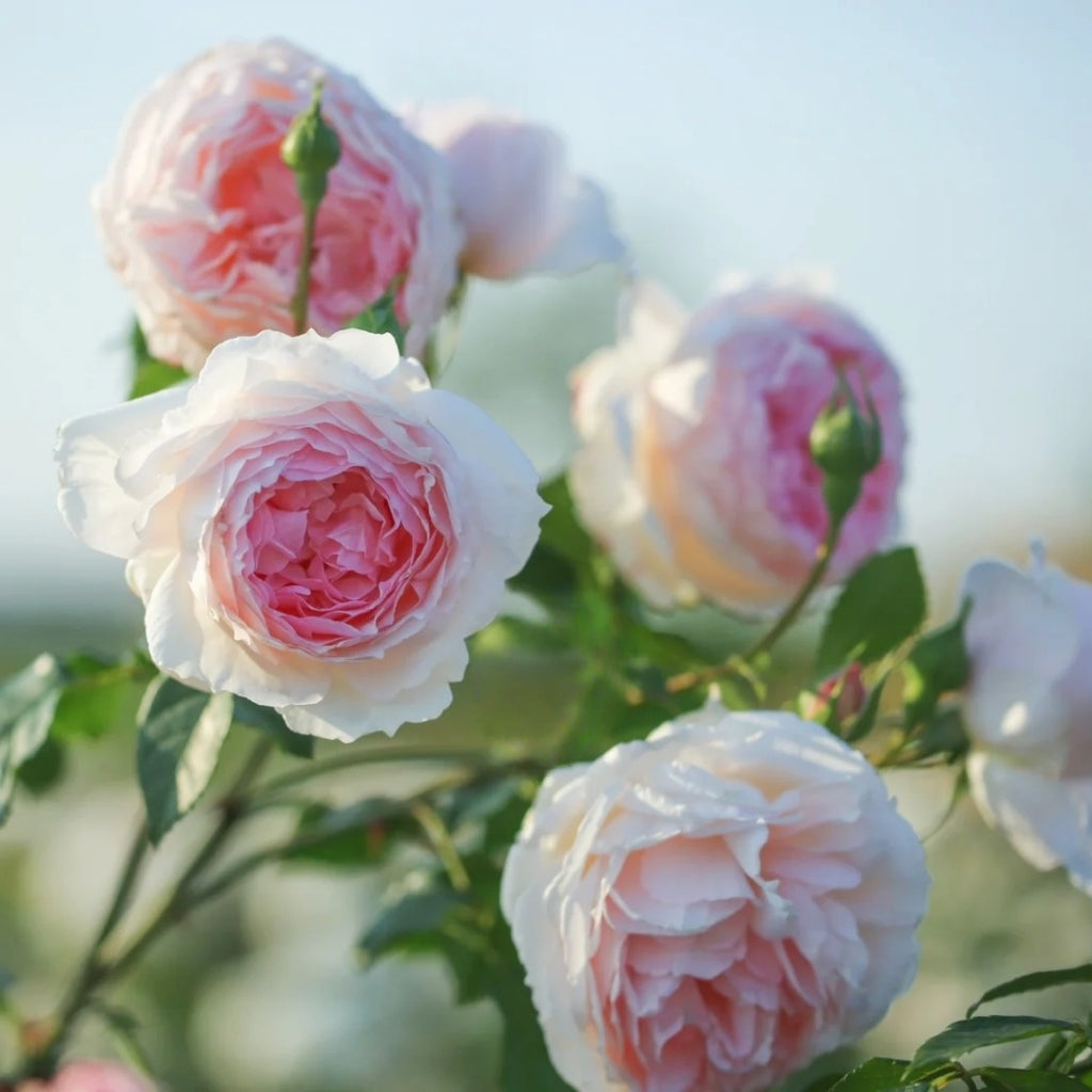 The Wedgwood Rose