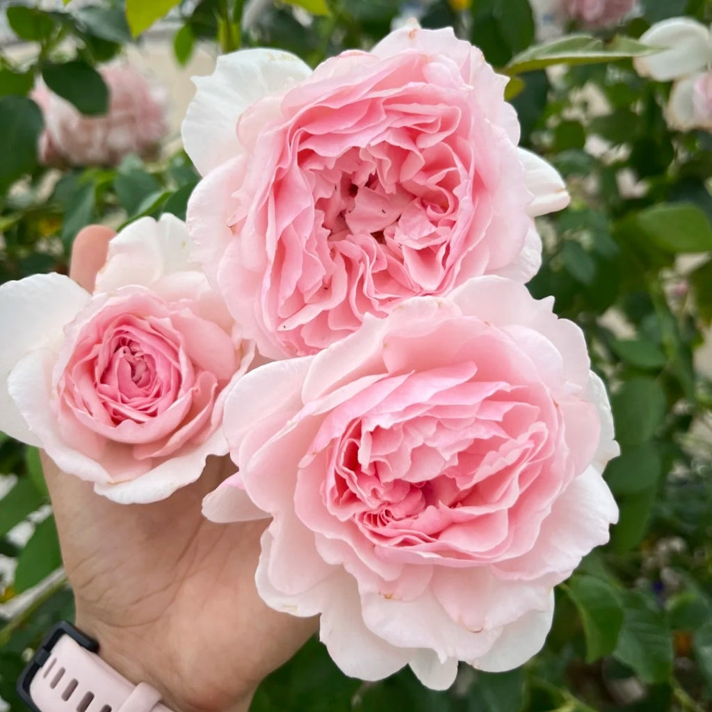 The Wedgwood Rose