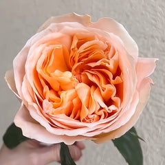 Tie Dye Rose