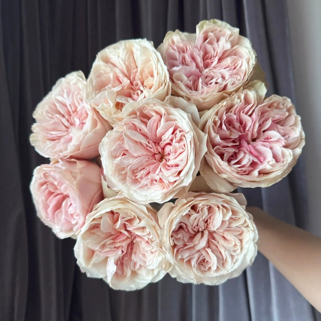 Tip Top Rose