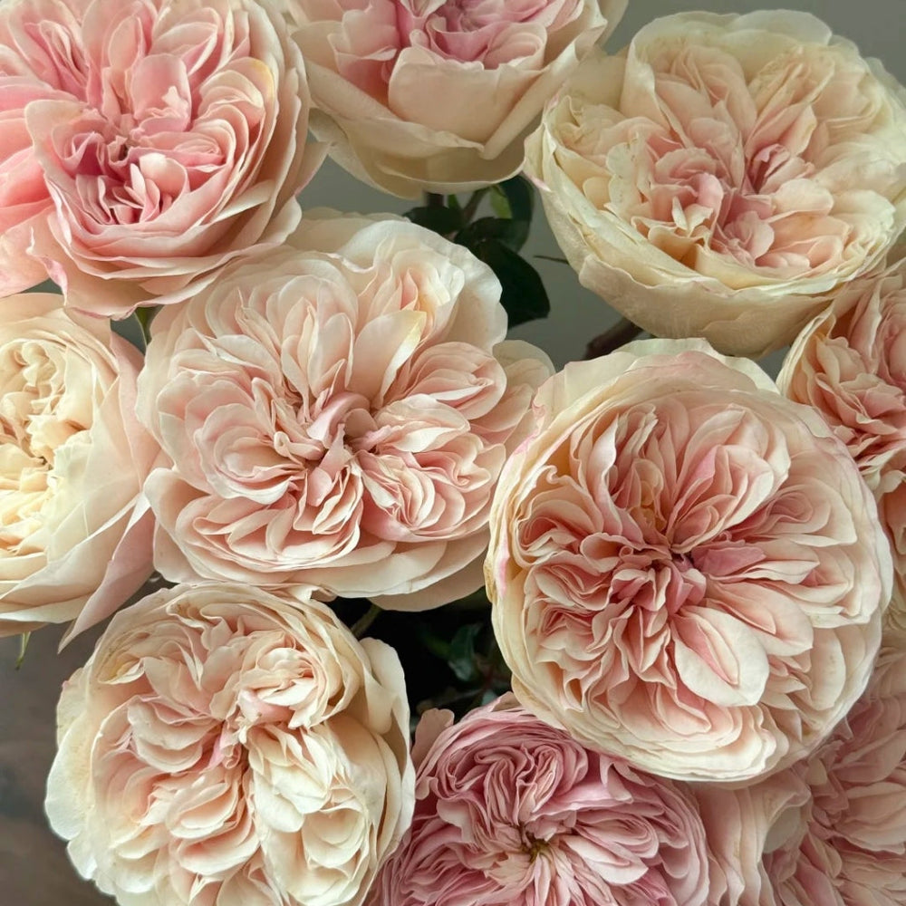 Tip Top Rose