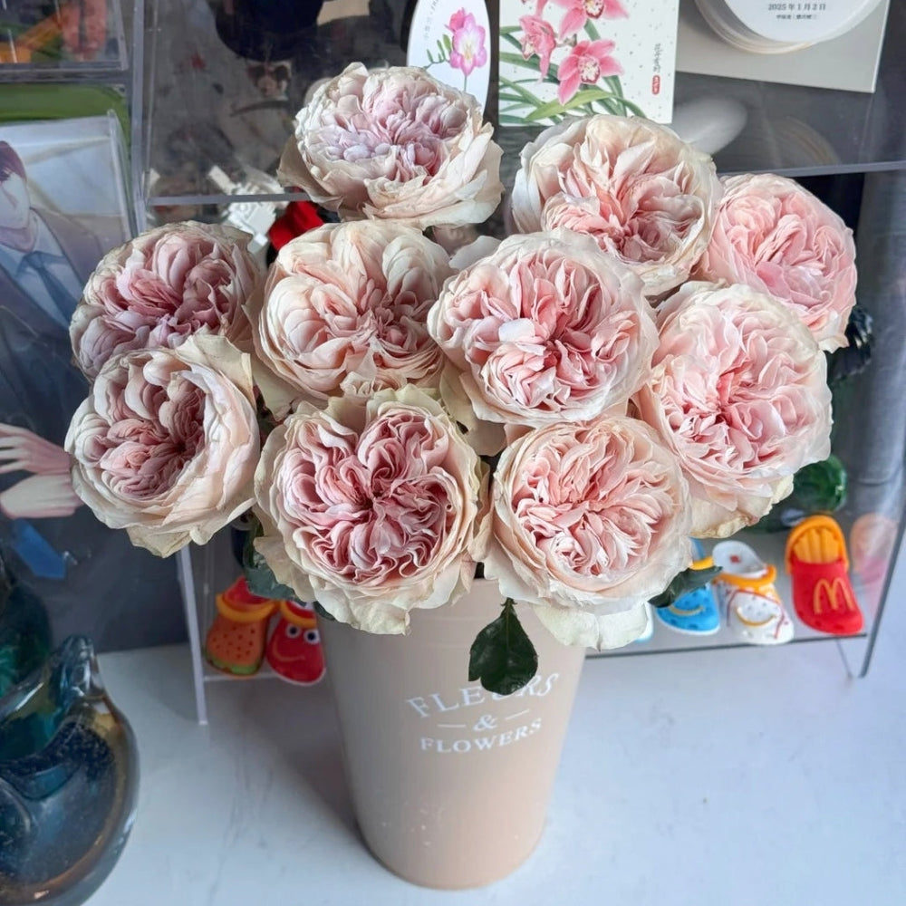 Tip Top Rose