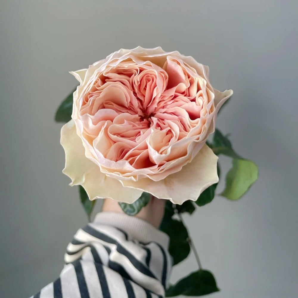 Tip Top Rose