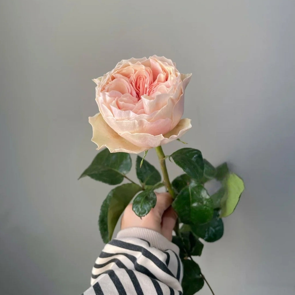 Tip Top Rose