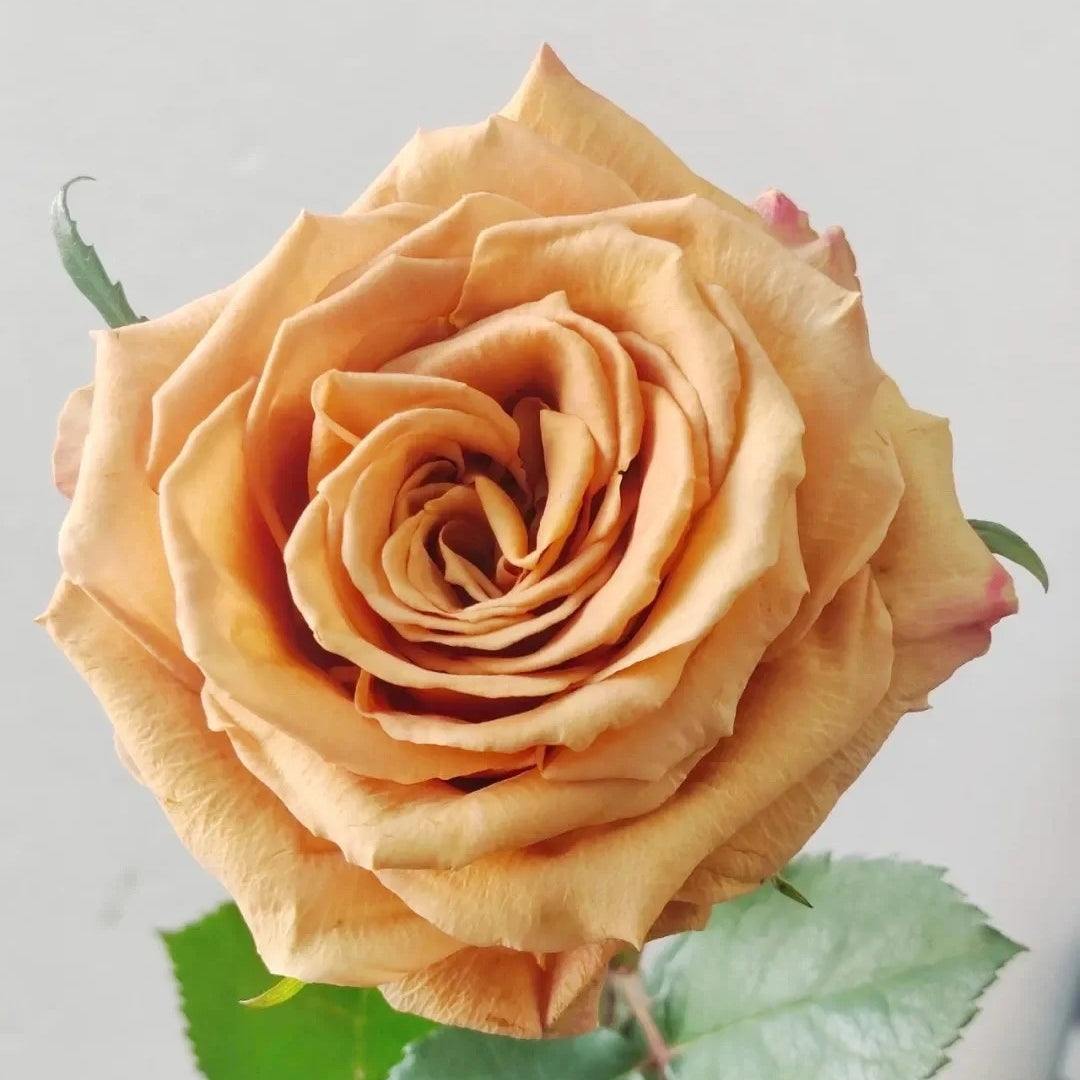 Toffee Rose
