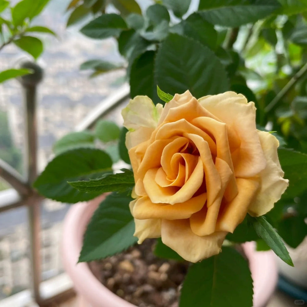 Toffee Rose