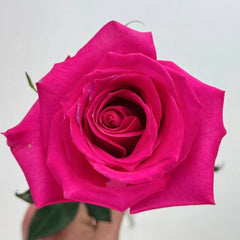 Topaz Rose