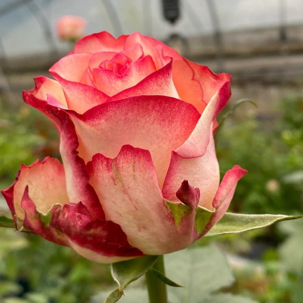 Tormenta Rose