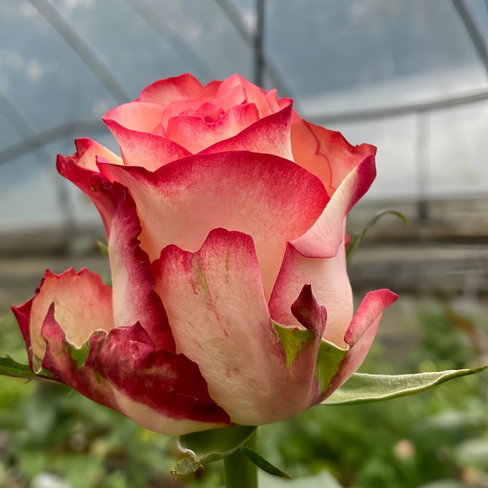 Tormenta Rose