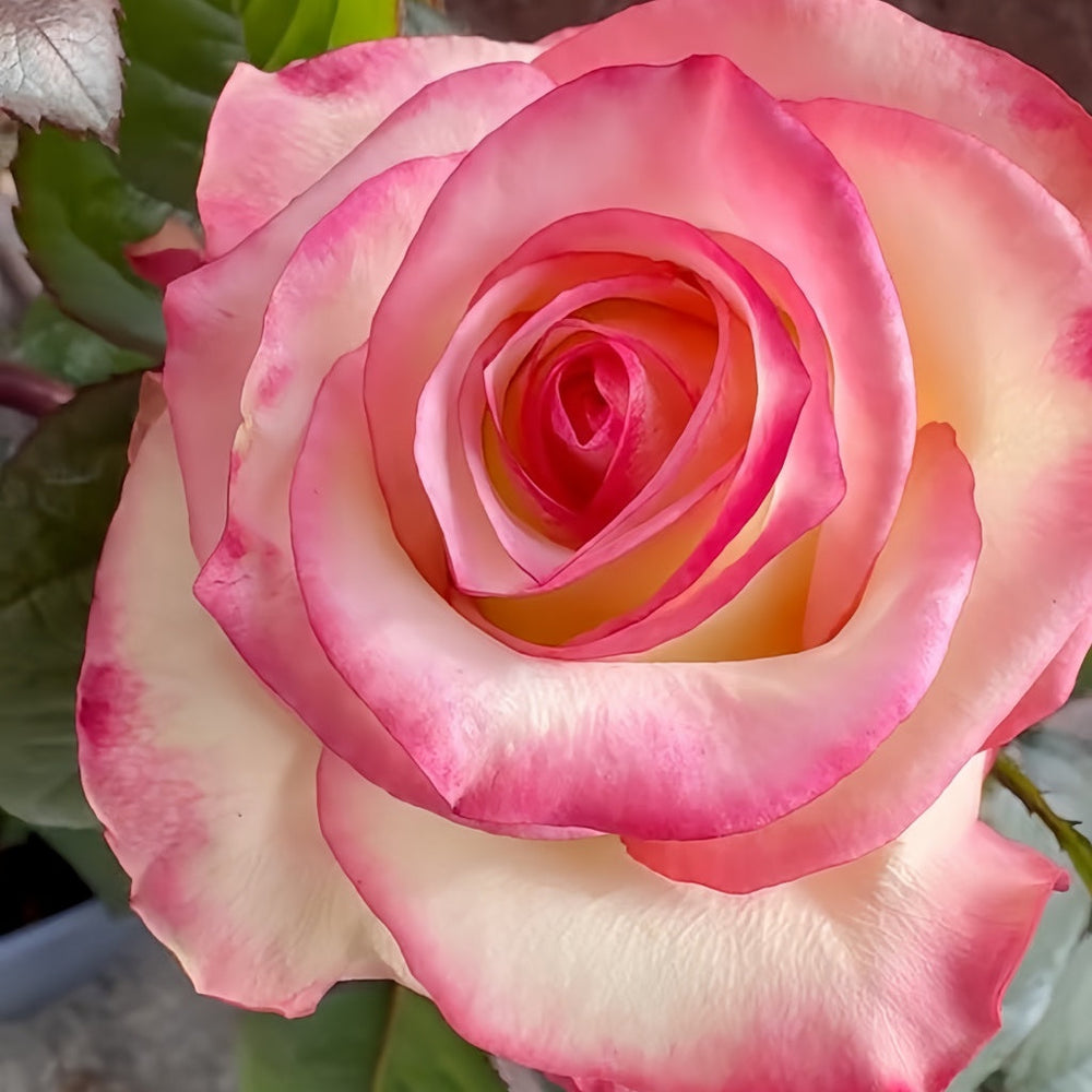 Tormenta Rose