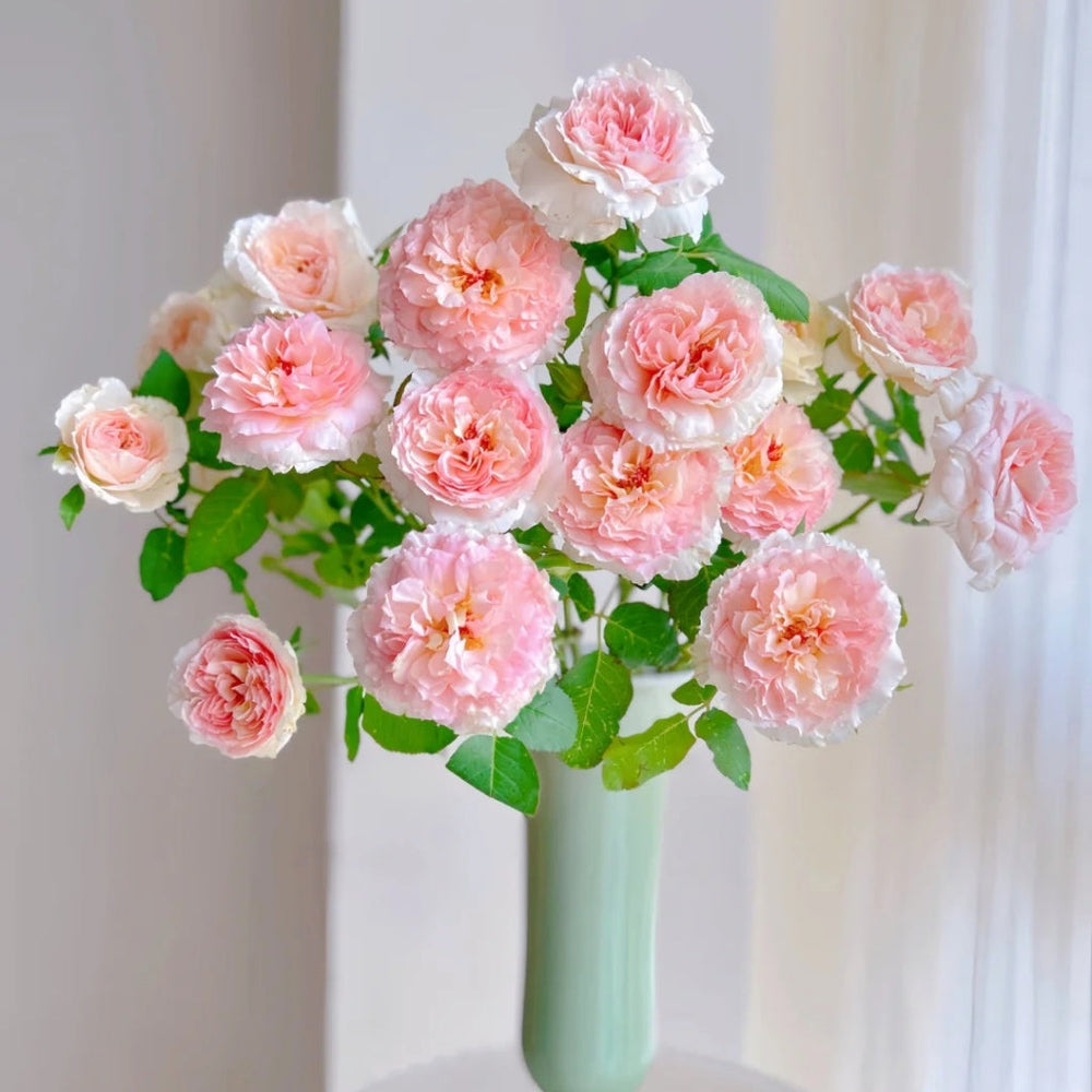 Traumerei Rose