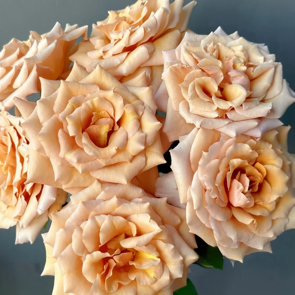 Tresor Rose